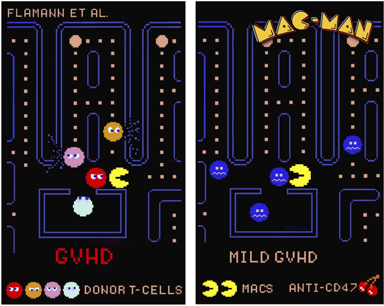 MAC-MAN - CD47 blocking allows macrophages to ingest alloreactive T cells to control acute GvHD. Heiko Bruns and Andreas Beilhack lab Immunotherapy Program, Würzburg University Hospital, Cancer Immunotherapy Germany