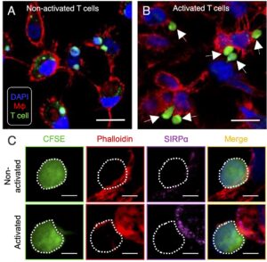 Activated donor T cells upregulate CD47 to escape macrophages. Transregio TRR221 GvH-GvL, Heiko Bruns and Andreas Beilhack lab, Erlangen University Hospital, FAU, UKE, Würzburg University Hospital, UKW, Germany Immunotherapy program